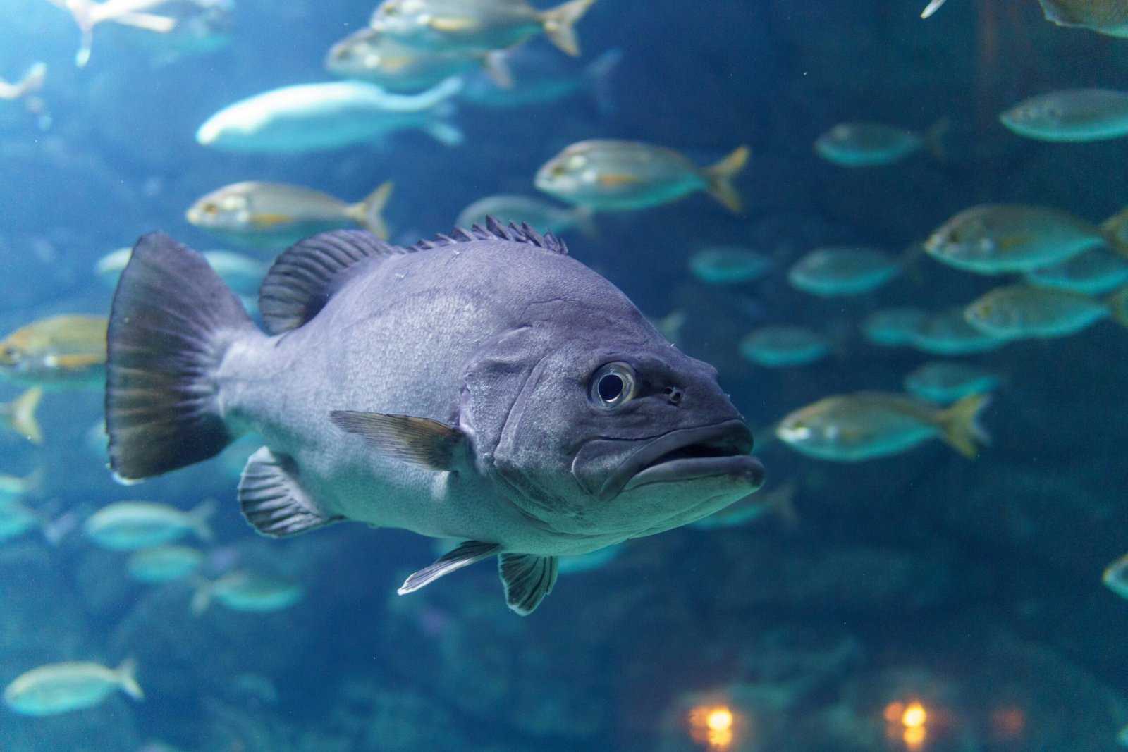Diferencias entre bacalao salvaje y de piscifactoría