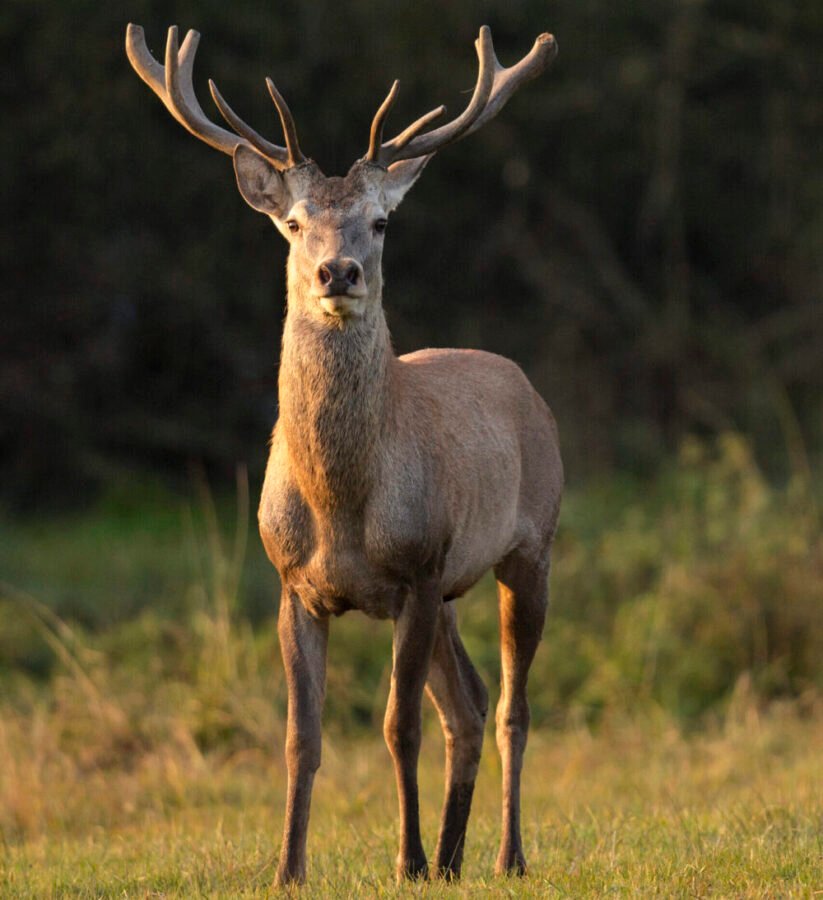 Ciervos en caza selectiva: qué tener en cuenta