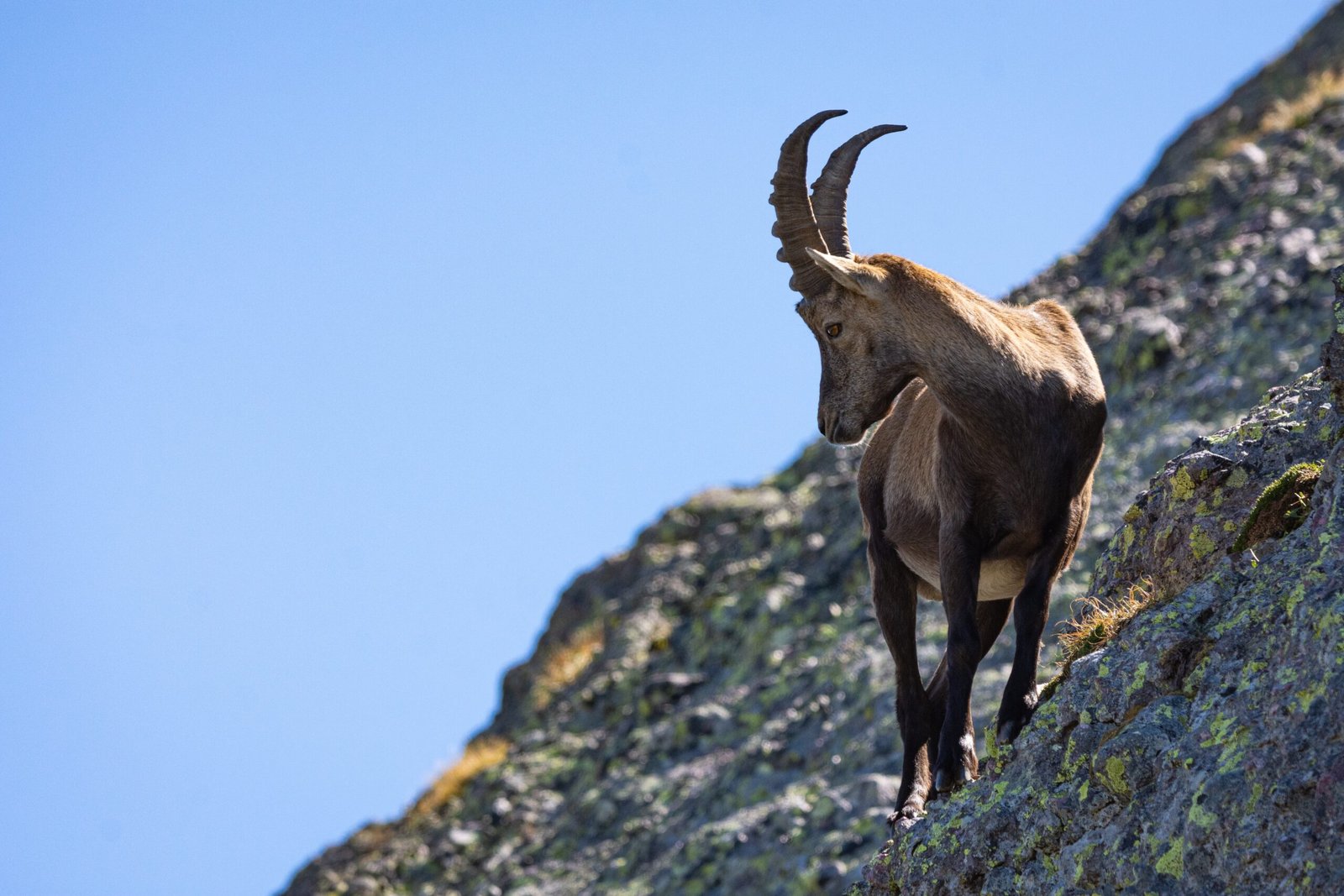 Qué es el ibex alpino: características y hábitat