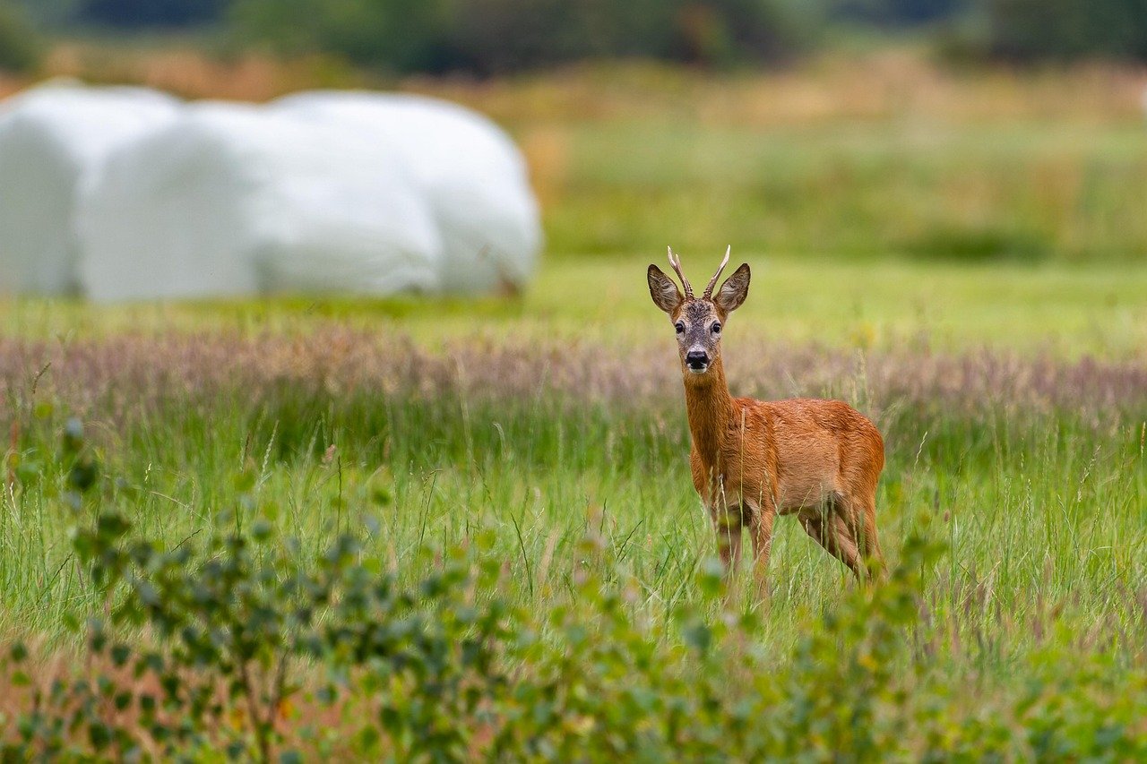 La Fascinante Vida del Corzo: Un Símbolo de la Fauna Española