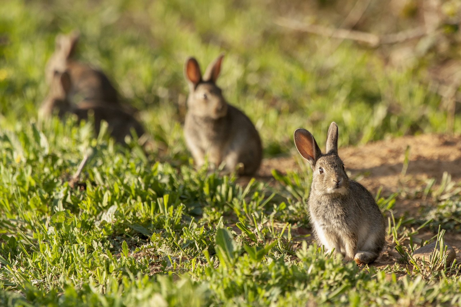 Diferencias entre caza de liebre y conejo