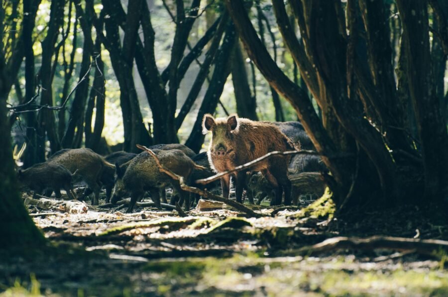 Rececho de Jabalí: Técnicas y Consejos para Cazadores en España