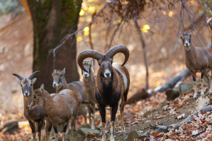 Curiosidades del muflón: datos que no sabías