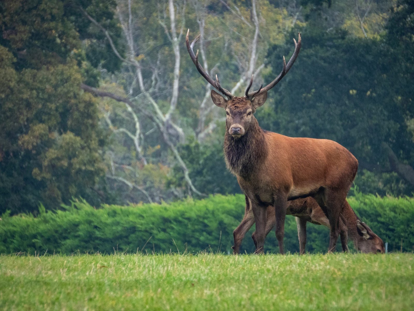 Diferencias entre el macho y la hembra del ciervo rojo