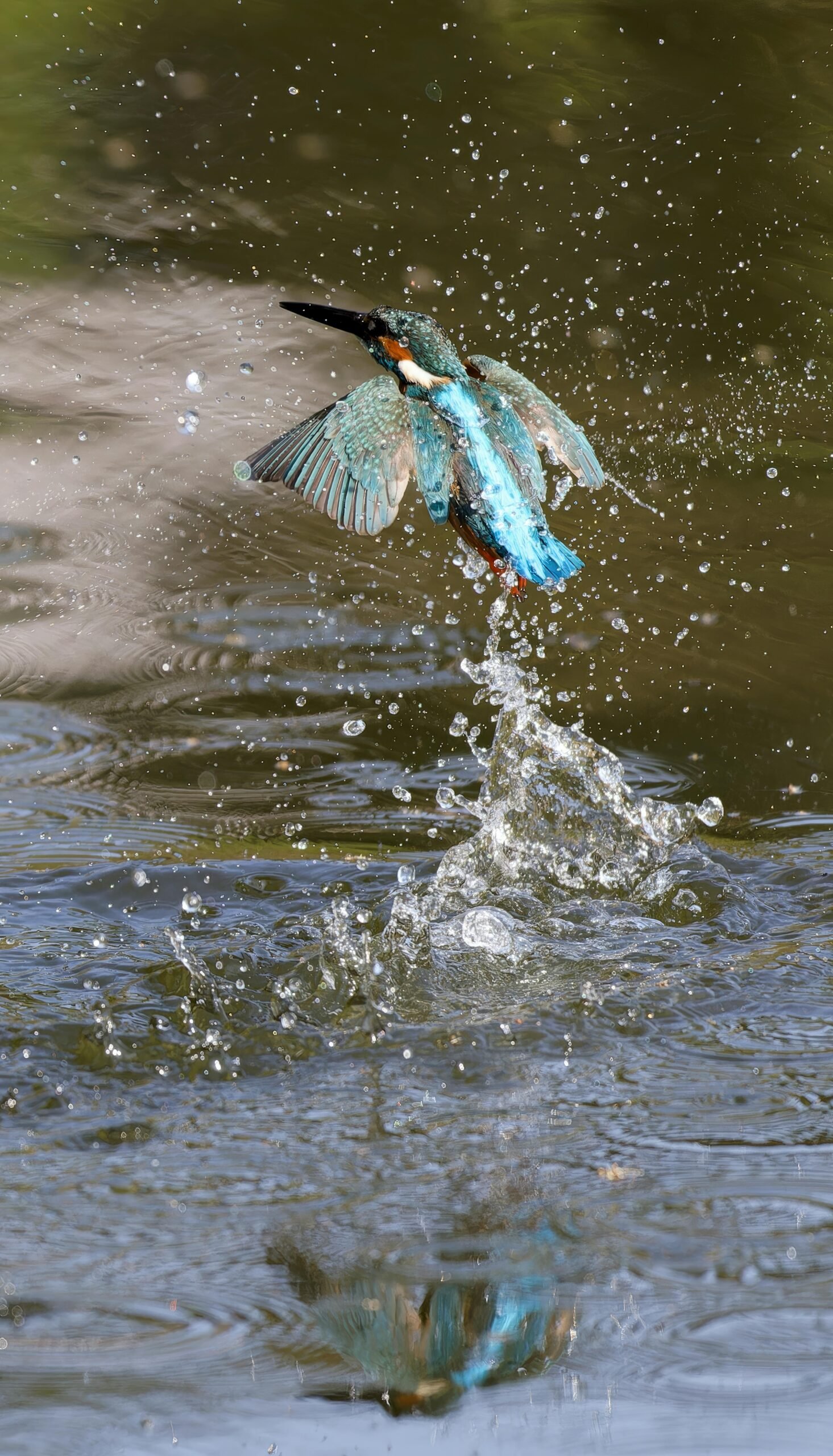 Conservación de la biodiversidad en España: Enfoque en especies de caza y pesca