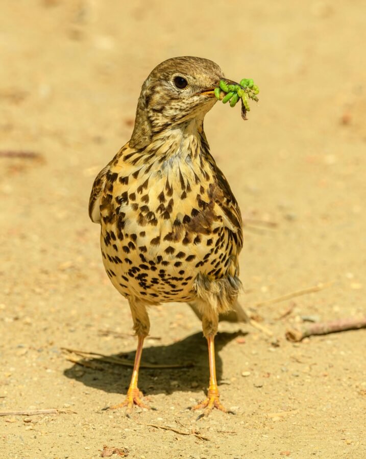 Zorzales en España: modalidades y cupos