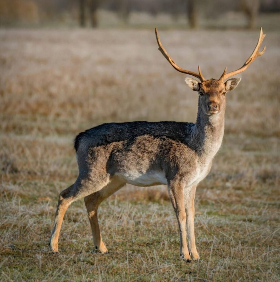 Tipos de Caza Mayor: Desde Rececho Hasta Montería