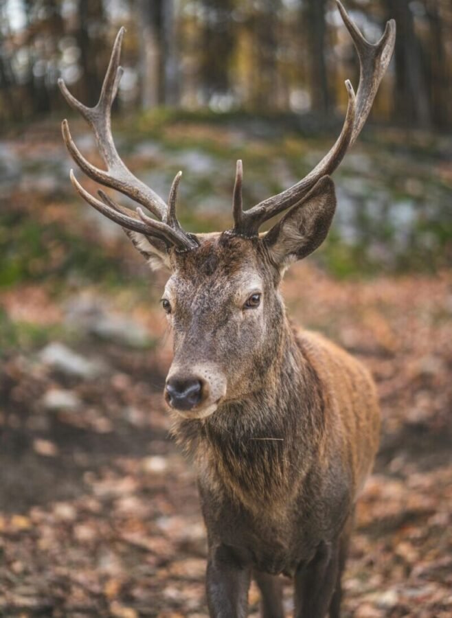 Técnicas de espera para caza de ciervos