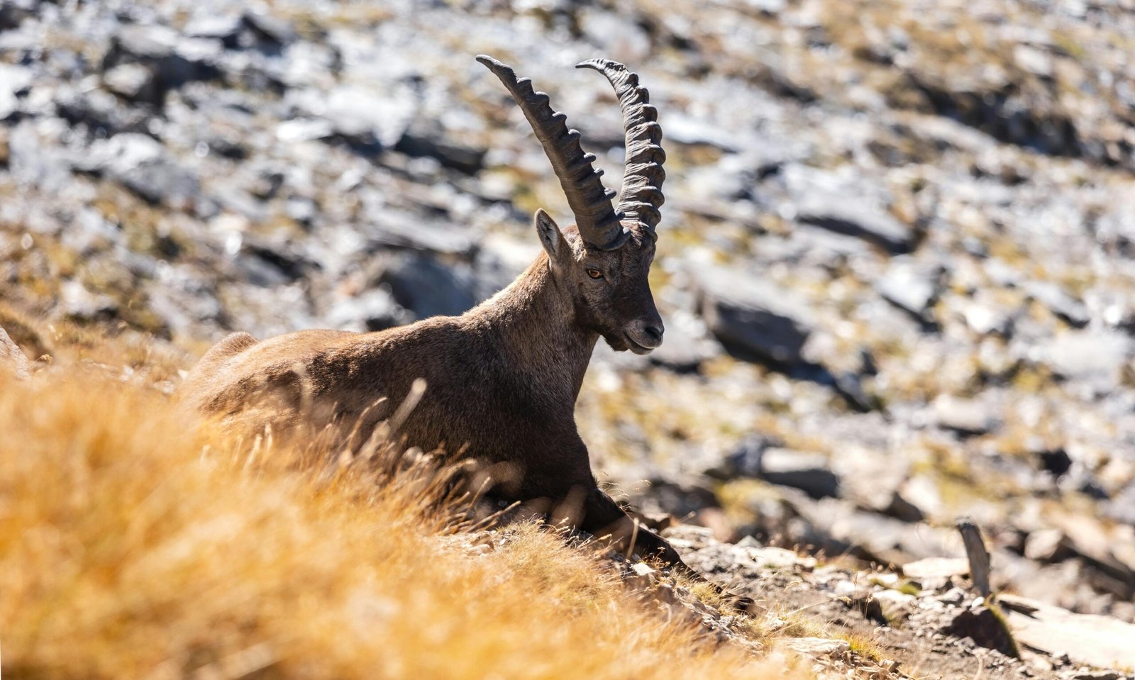 Diferencias entre el ibex alpino y la cabra montesa