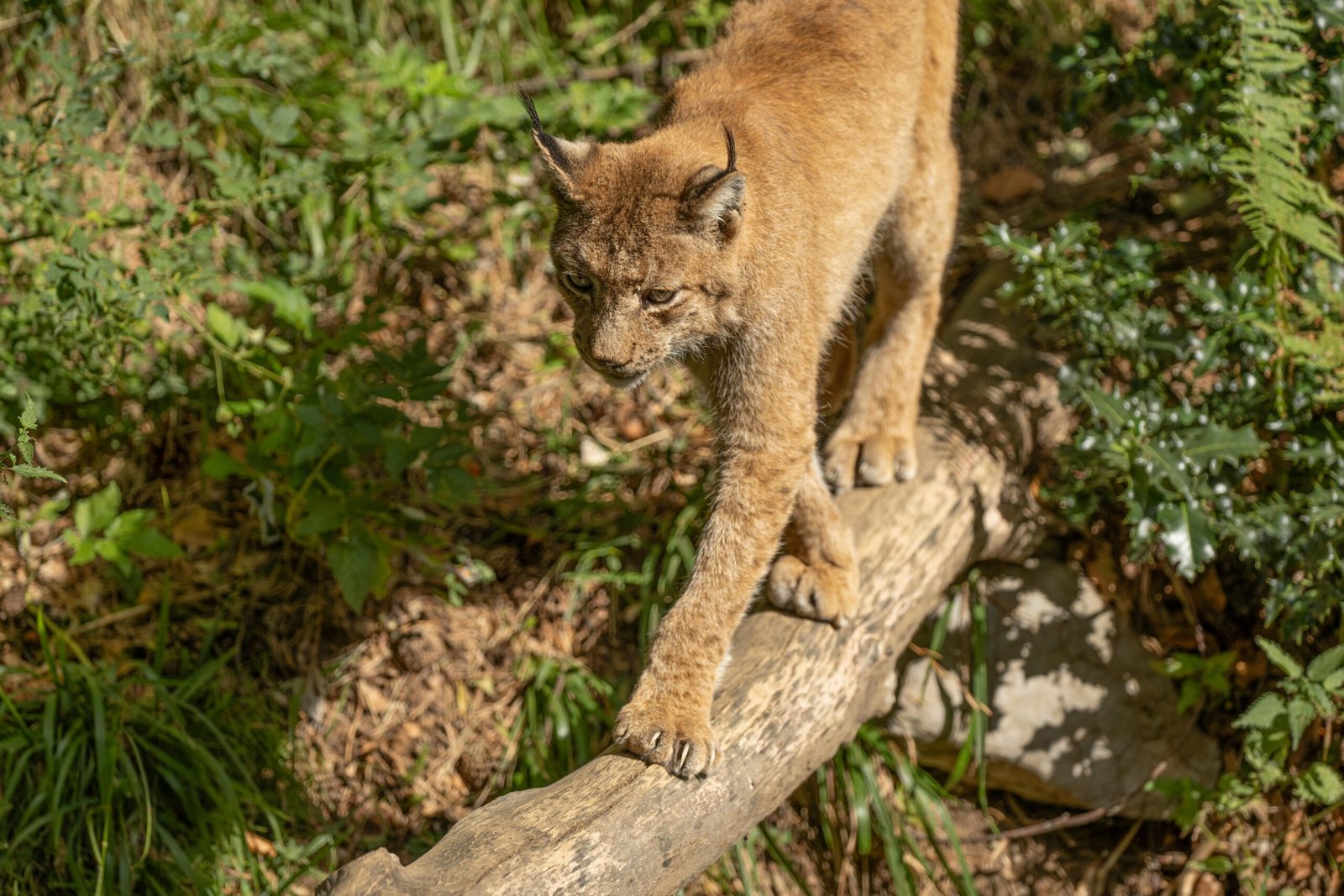 Cómo identificar huellas de lince en el campo