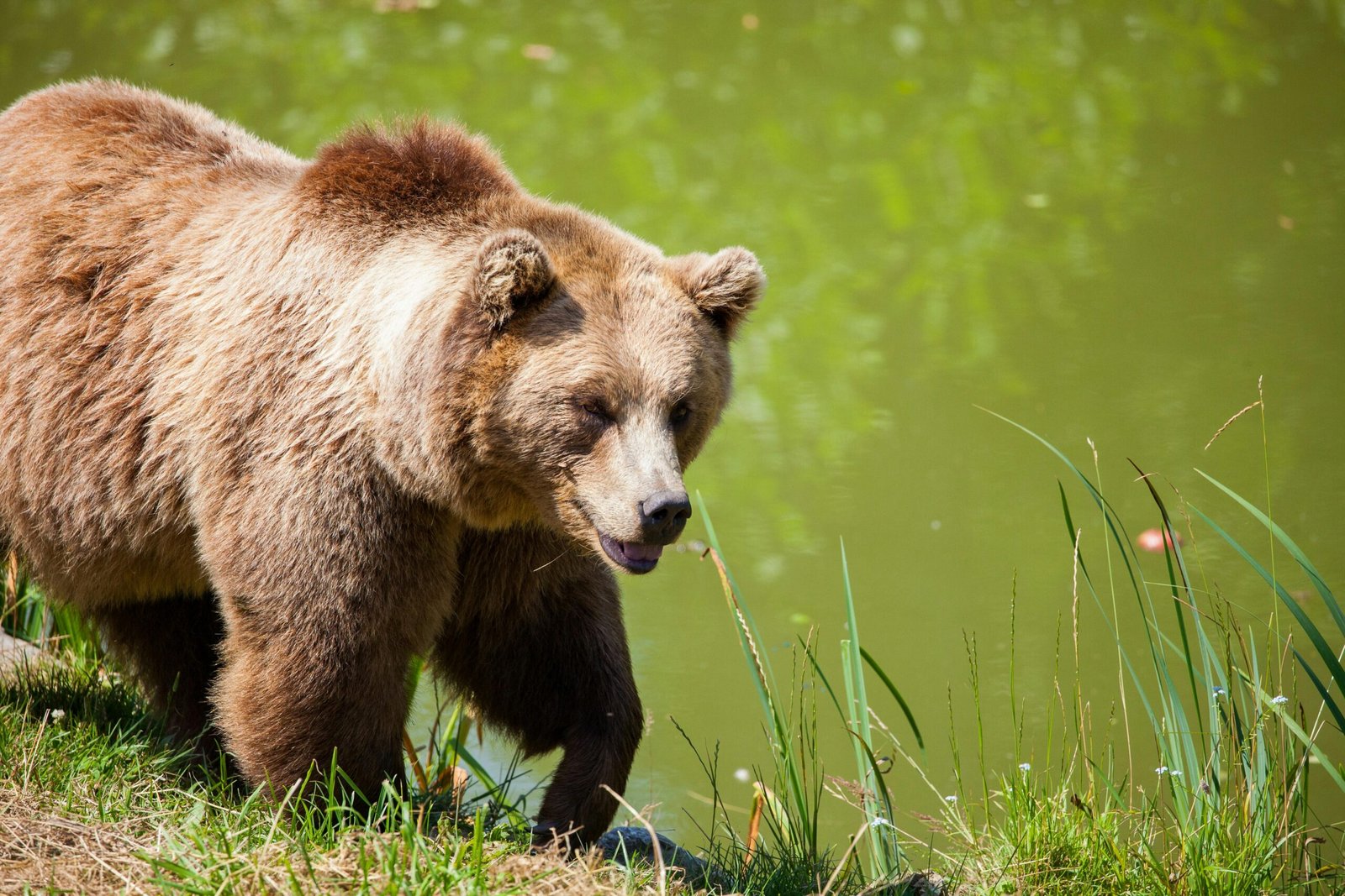 Cómo identificar huellas de oso en la naturaleza