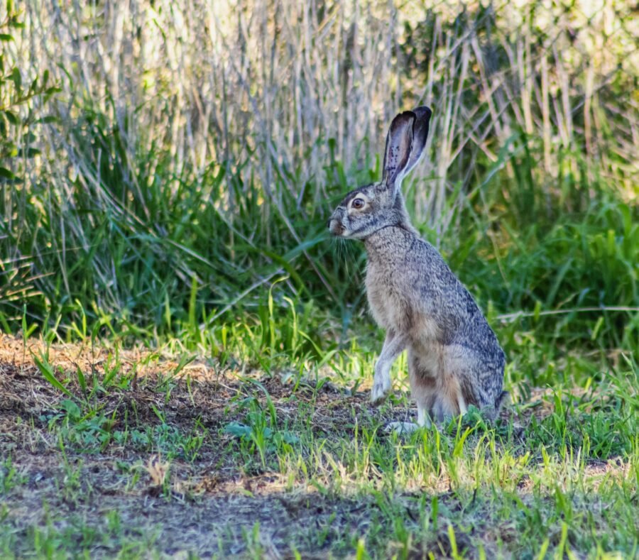 Especies de Caza Menor Permitidas en España