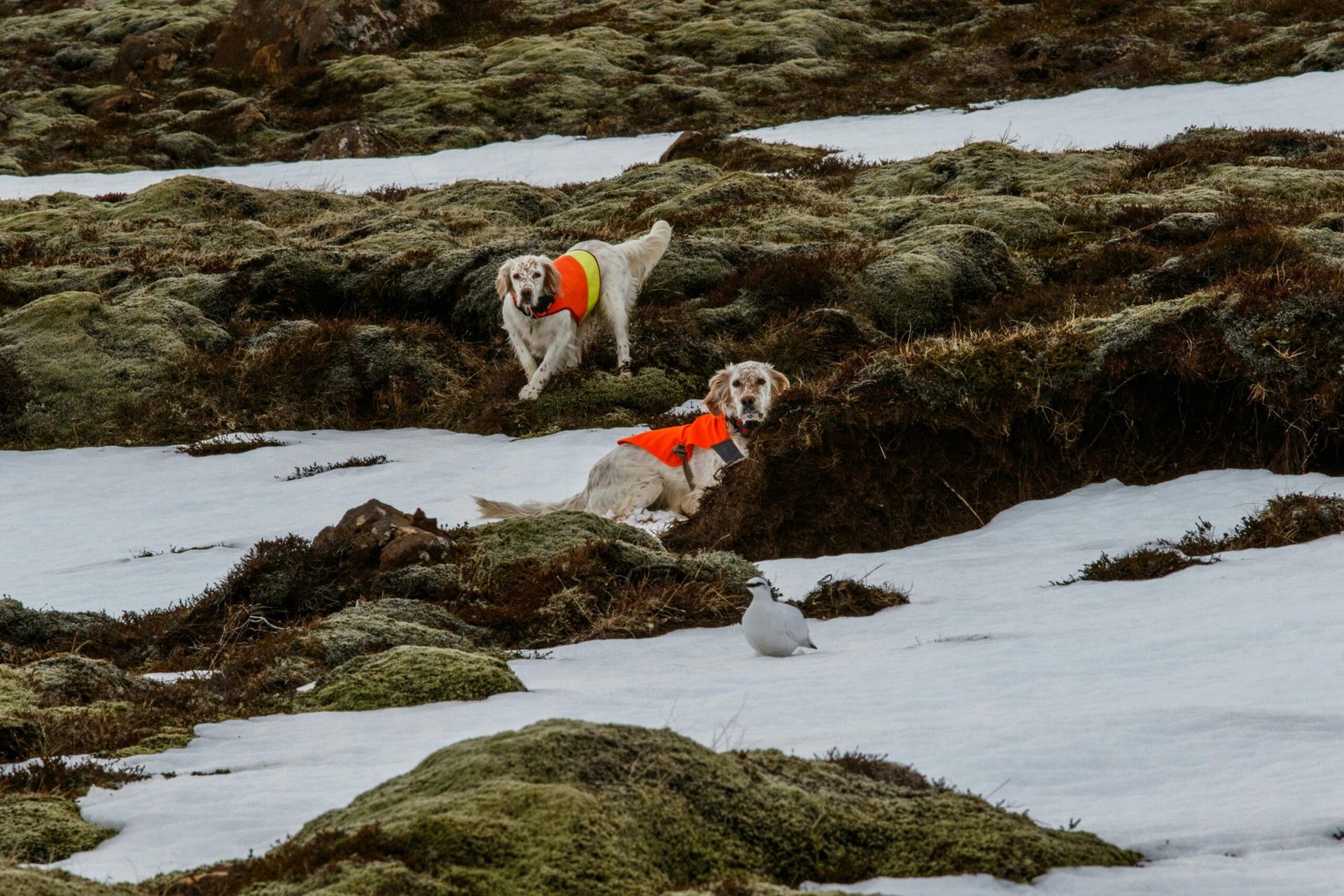Perros de caza mayor: razas y adiestramiento