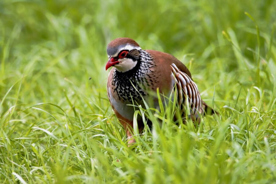 Perdiz roja: hábitat temporada y modalidades de caza