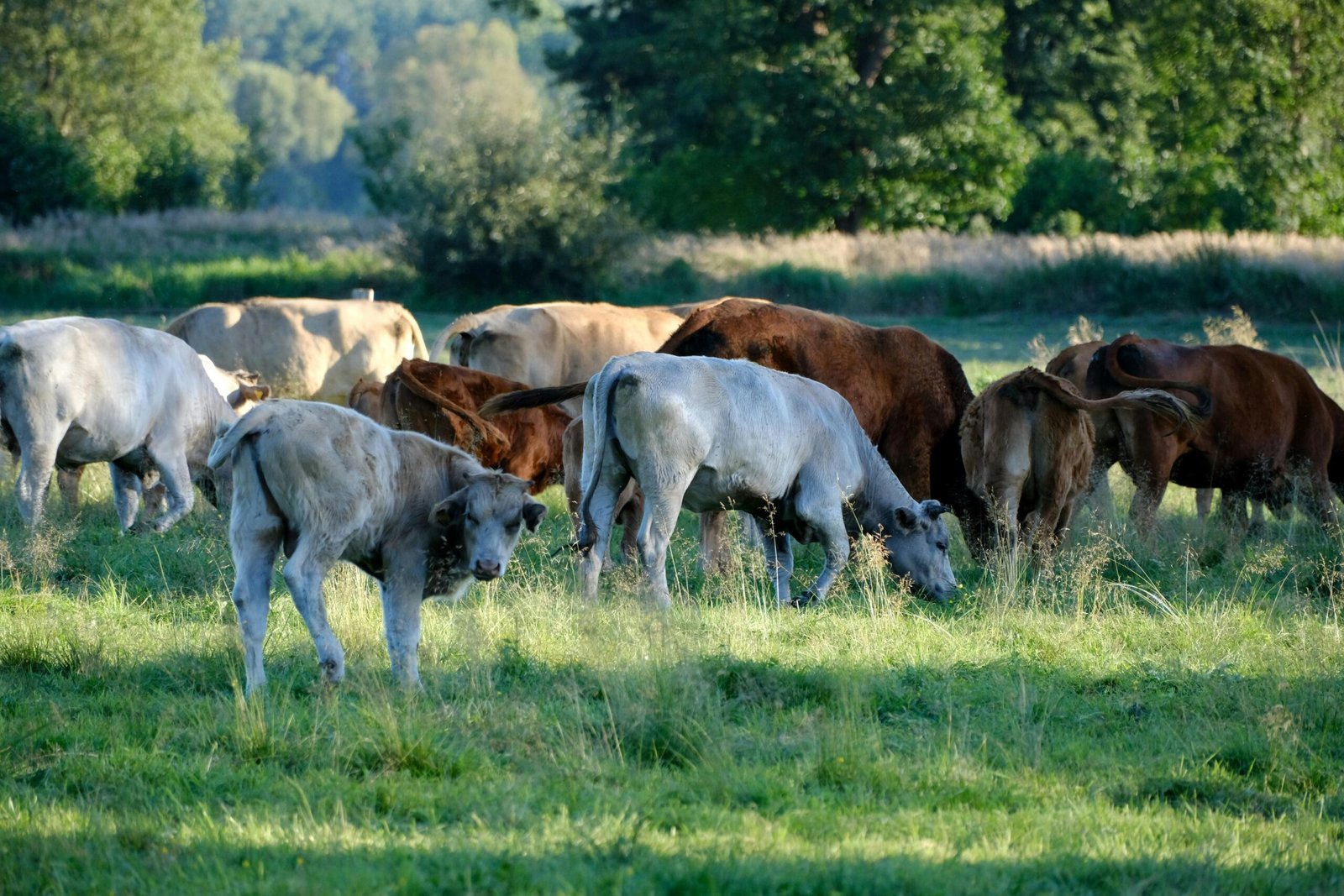 El Valor de la Producción de Carne de Vacuno en España: Análisis del Crecimiento en 2022