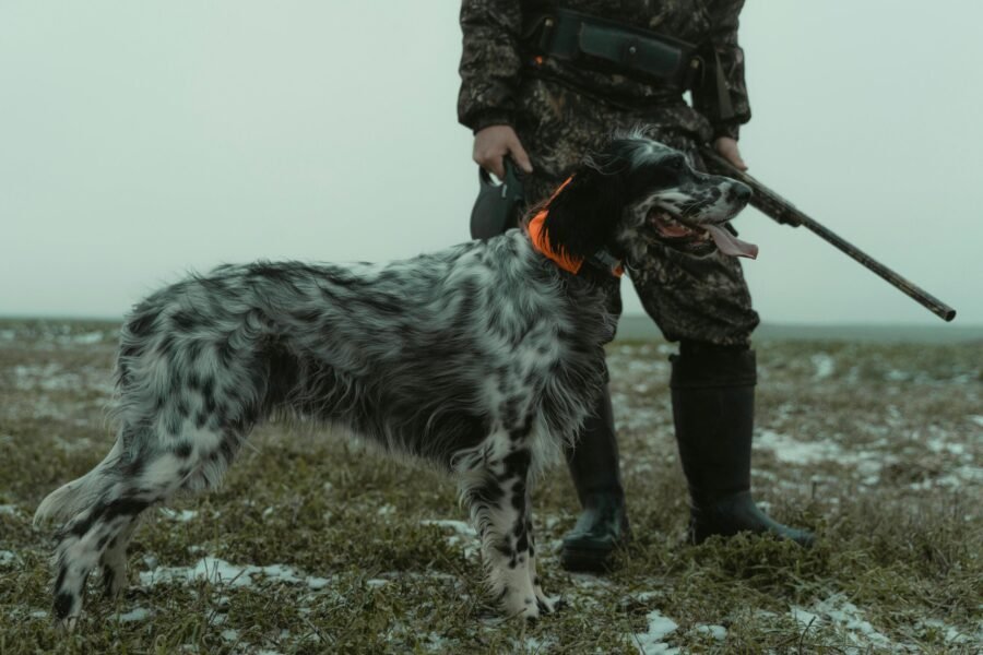 Cómo entrenar perros para caza menor