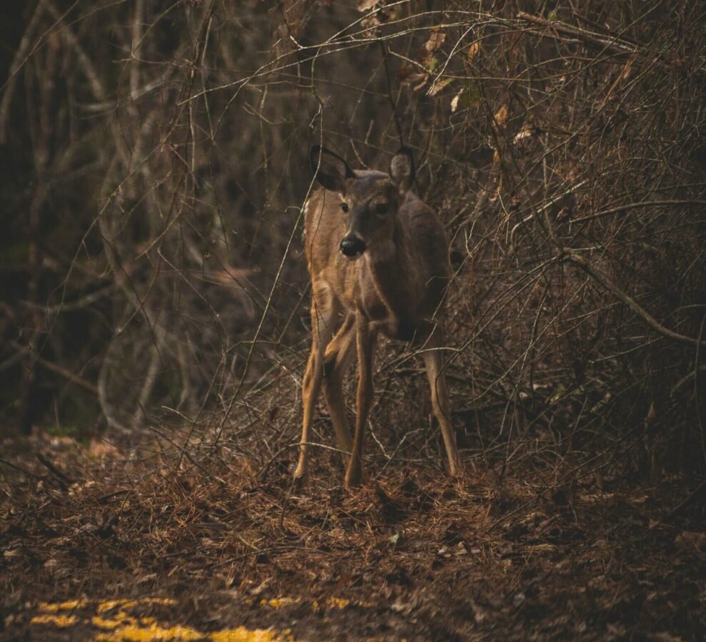El uso de reclamos en caza tradicional: historia y evolución