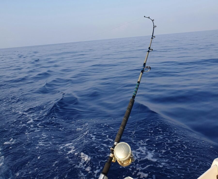 Alimentación del atún: qué come realmente en el océano