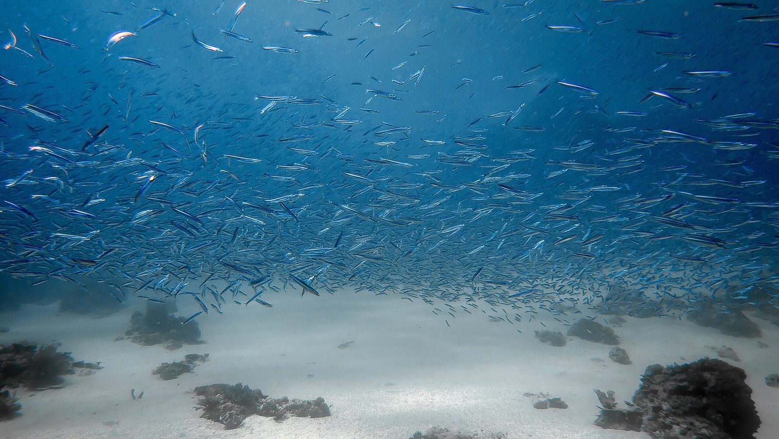 Cómo Detectar Bancos de Timalo en Ríos y Lagos