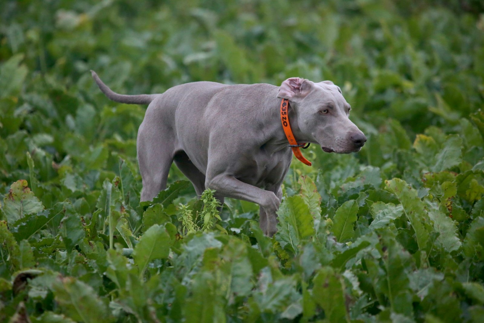 Cómo elegir la mejor raza de perro según el tipo de caza