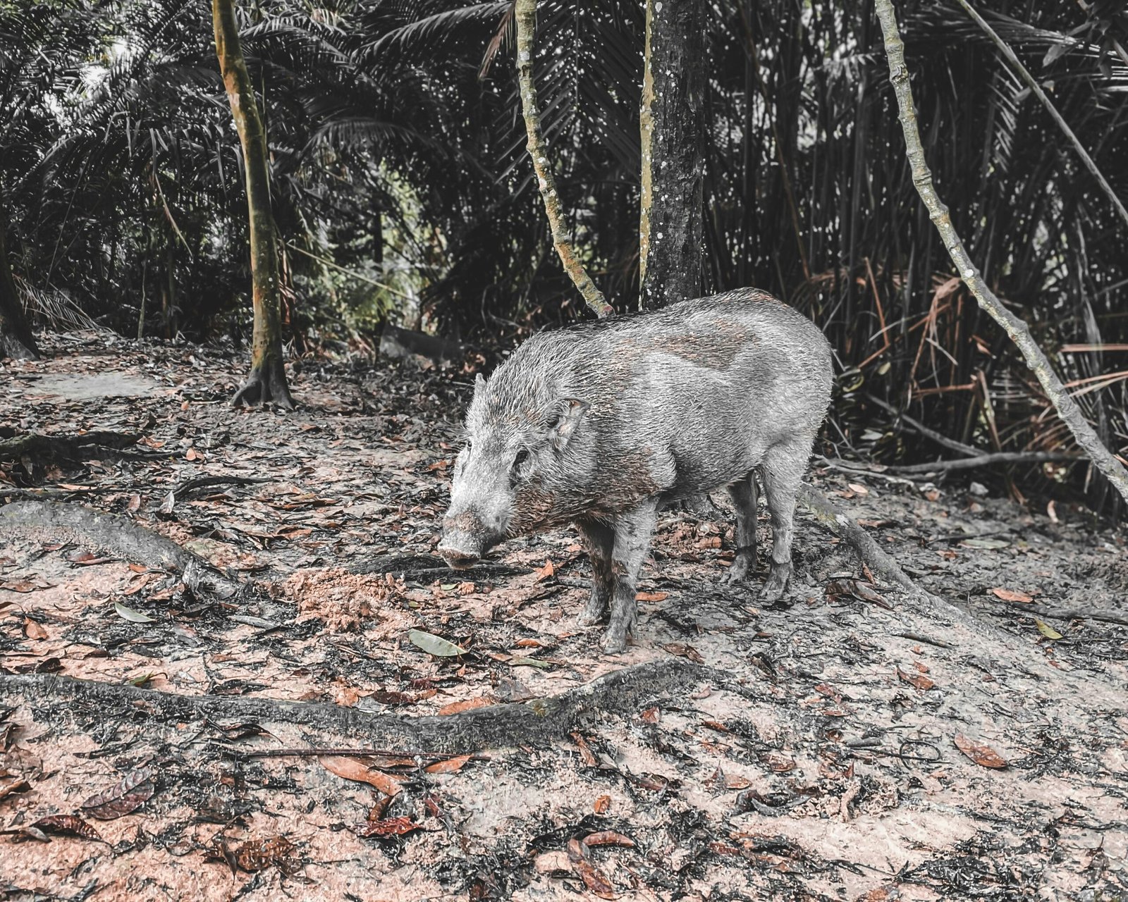 Consejos para la Caza de Jabalí con Arco