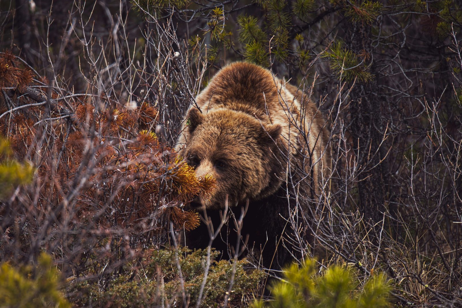 Estrategias de Caza del Oso en Zonas Permitidas