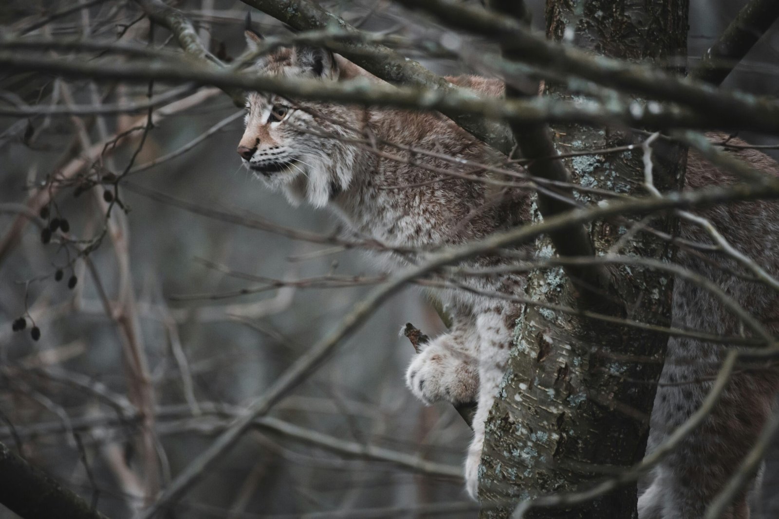 Estrategias de Rastreo para Localizar Linces: Un Enfoque Integral