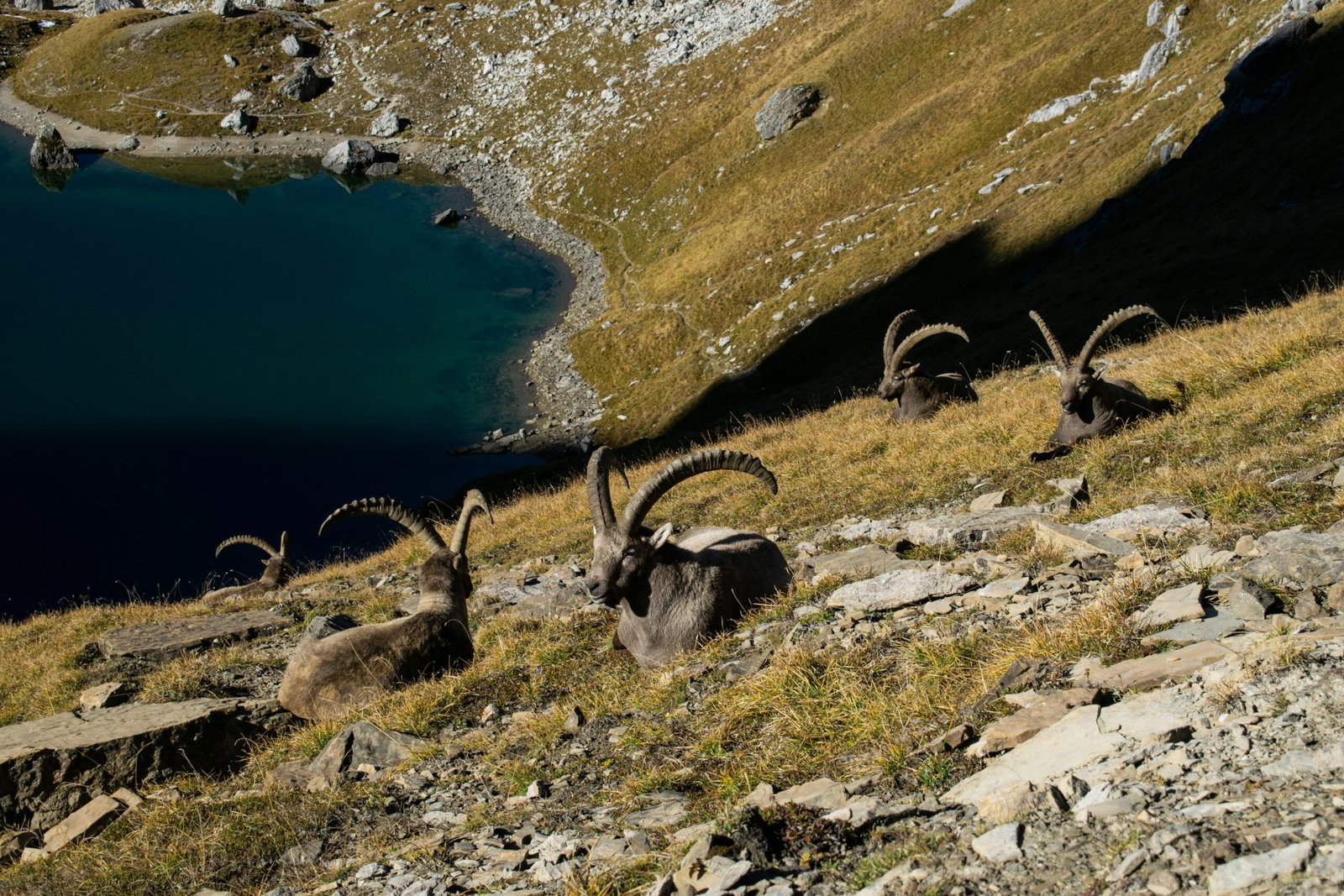 Estrategias de Rececho en la Caza del Ibex Alpino