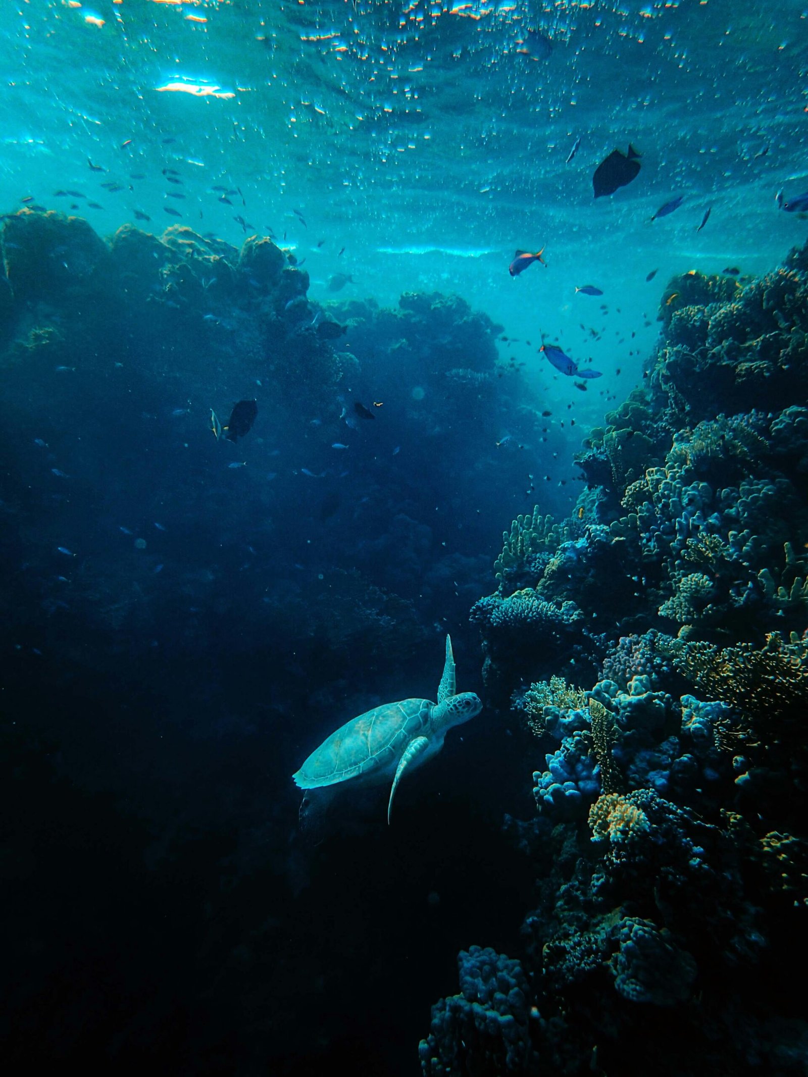 Especies marinas y estrategias de conservación: Un enfoque necesario para la biodiversidad marina