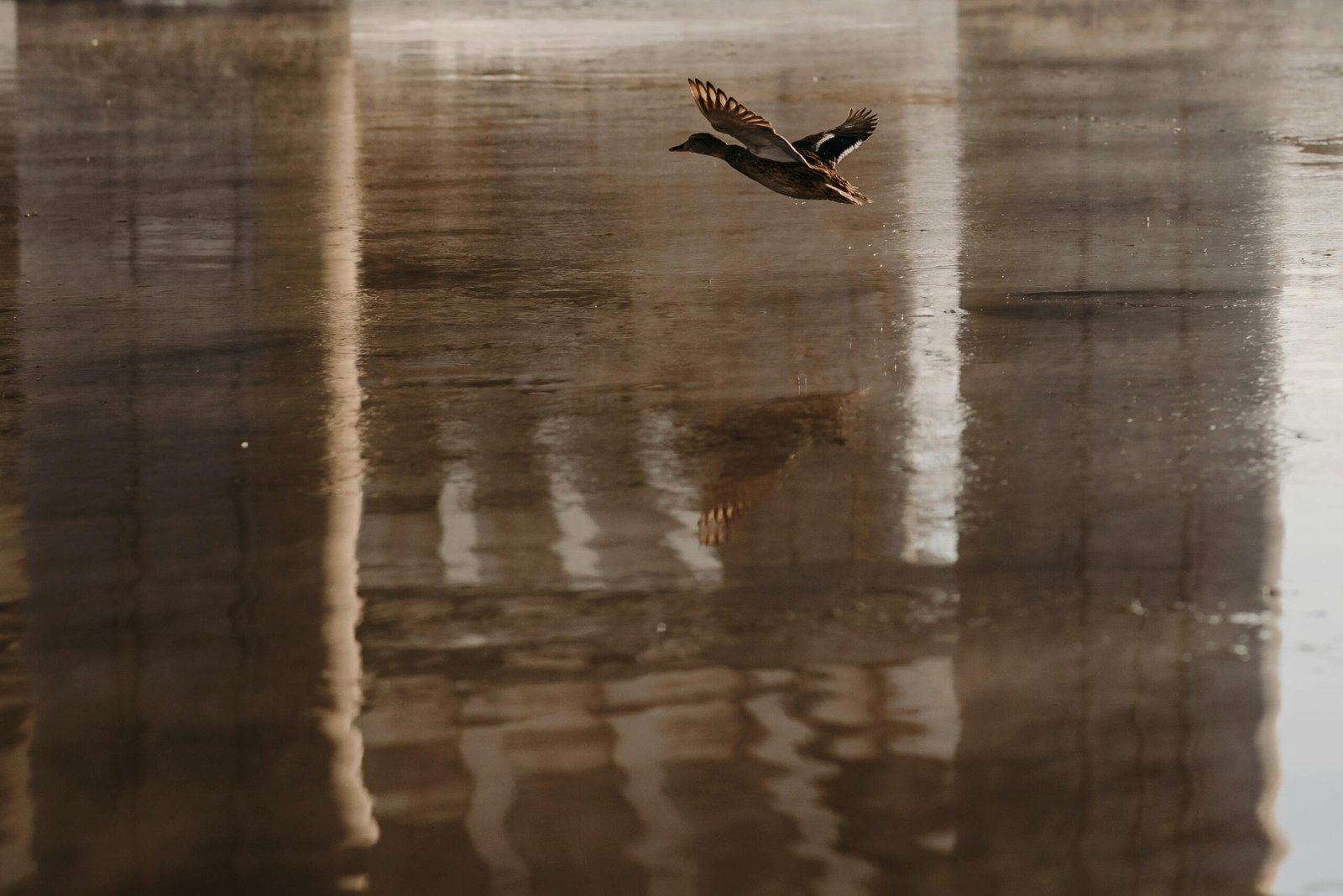 Reclamos para Aves Acuáticas: Guía Completa
