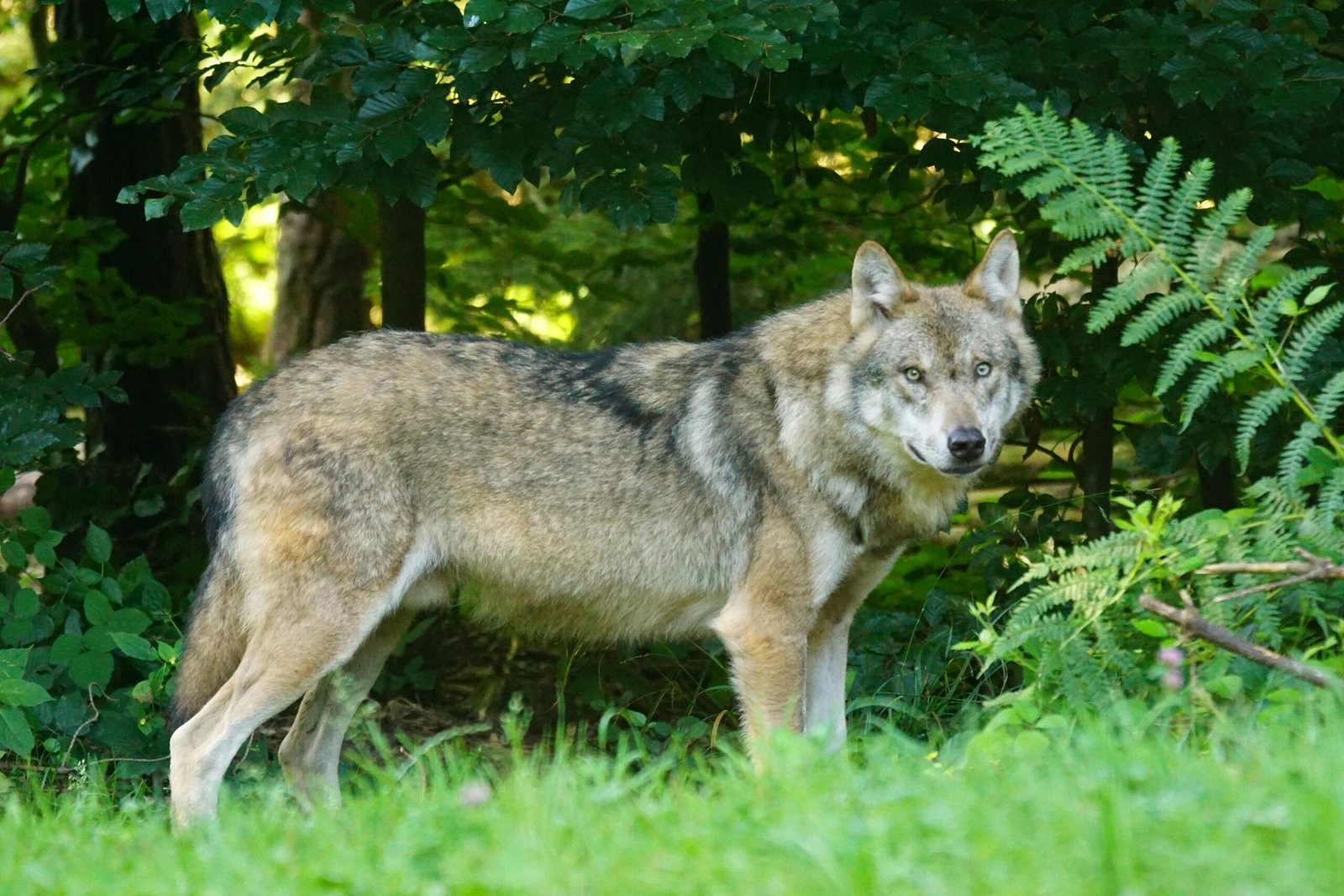 Suspensión de la caza del lobo: un debate en torno a la conservación y la gestión de la fauna