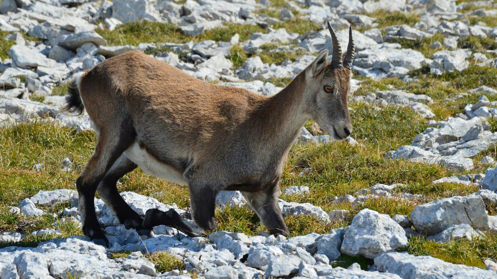 Cómo Identificar Huellas y Rastros de Ibex Alpino