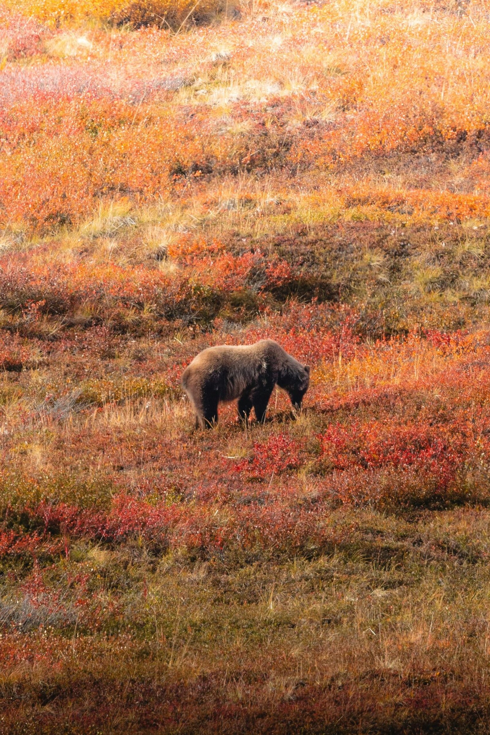 Cómo Identificar Huellas de Oso en la Montaña