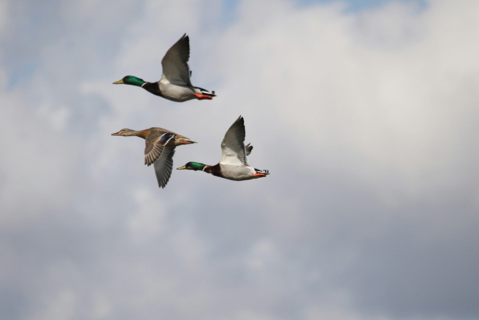 Reclamos para Aves Migratorias: Consejos Según Temporada