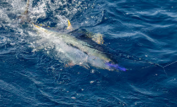 Tipos de líneas y anzuelos para la pesca de atún