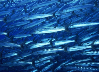 Cómo pescar caballa: técnicas y consejos