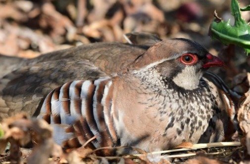 Caza de Perdices en Ojeo: Trucos de Expertos