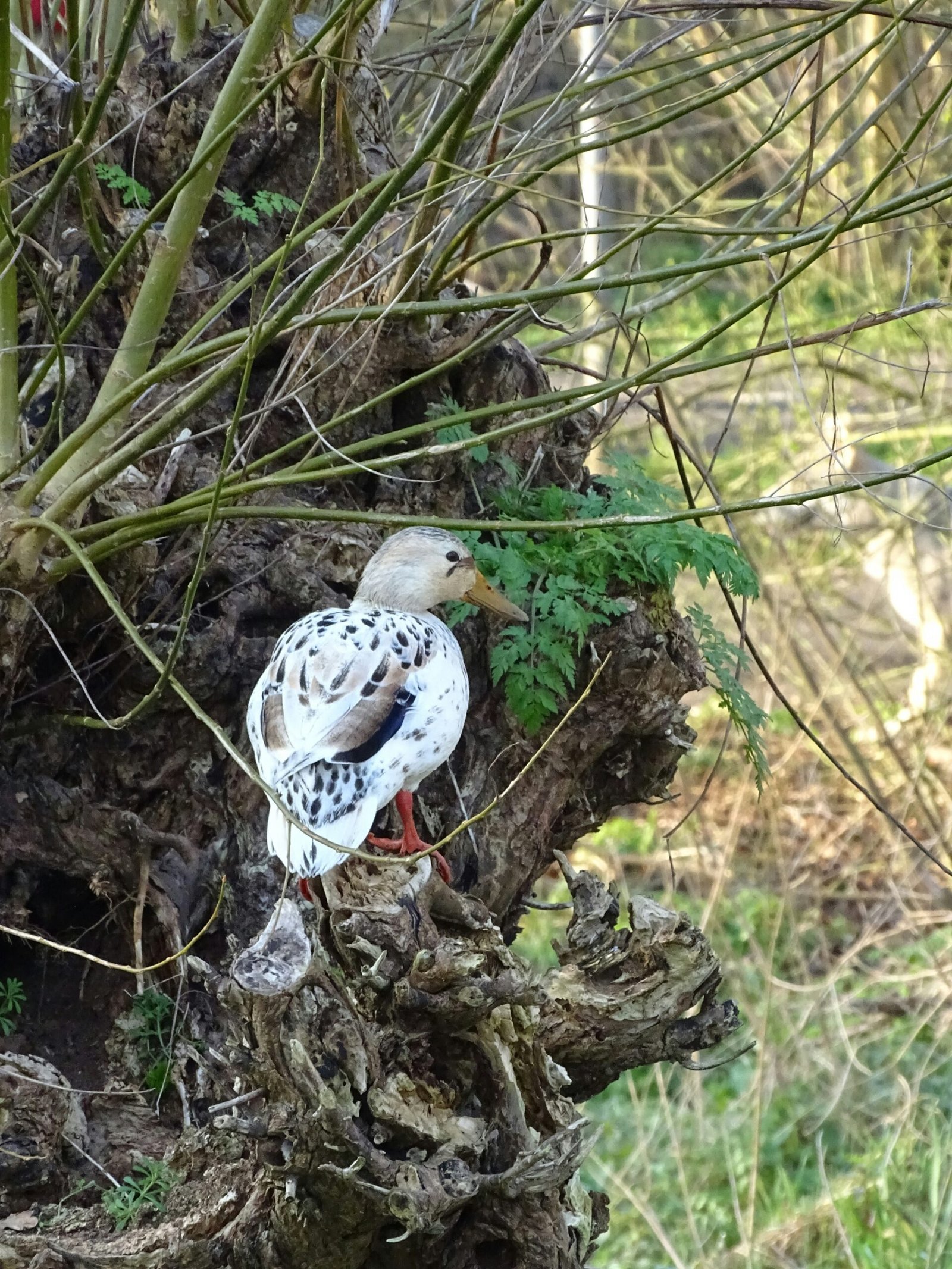 Los Errores Más Comunes al Usar Reclamos de Caza