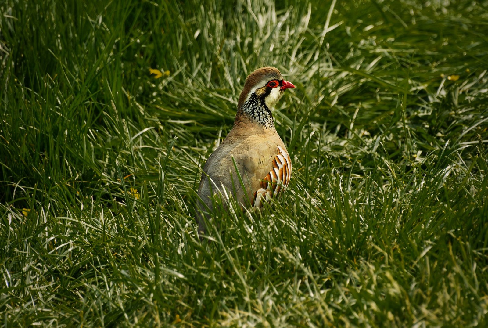 Cómo Aprovechar al Máximo una Jornada de Ojeo de Perdiz