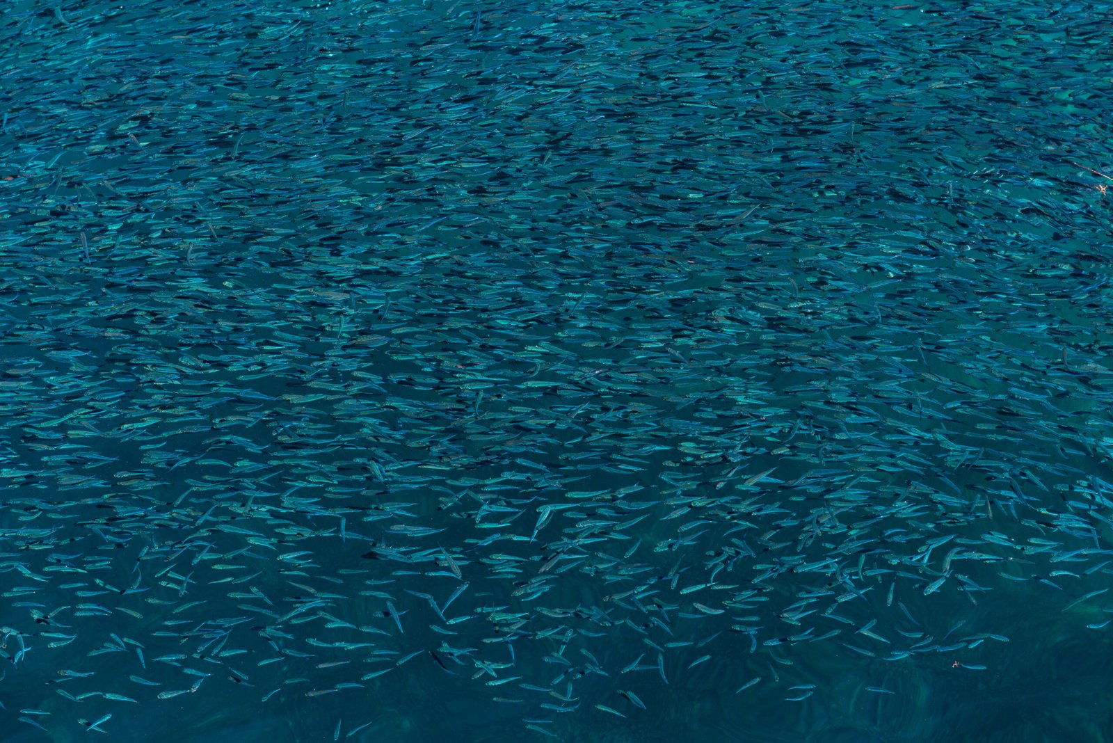 Cómo Detectar Bancos de Sardina en el Mar