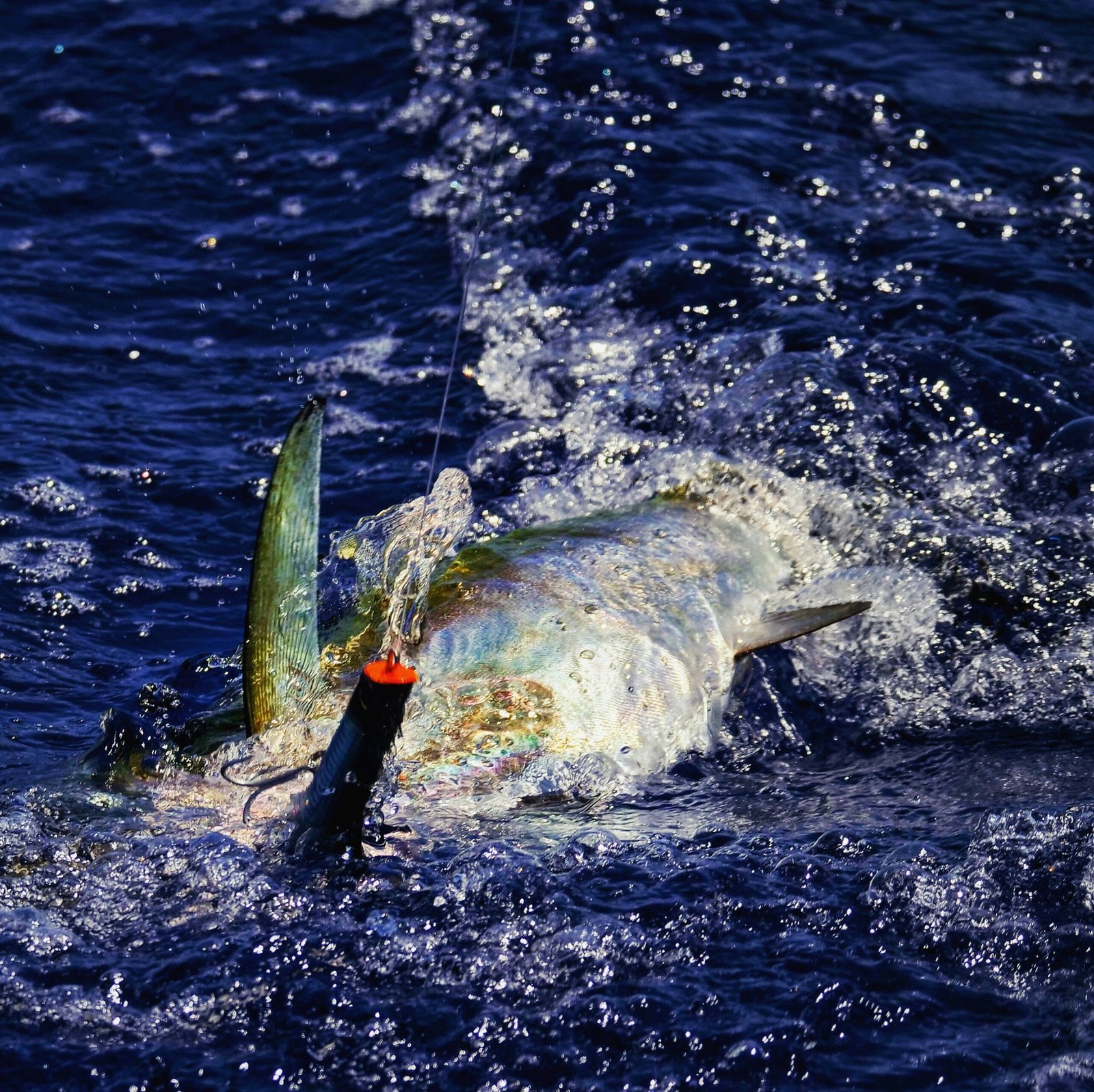 Cómo Pescar Dorada: Técnicas y Consejos Esenciales