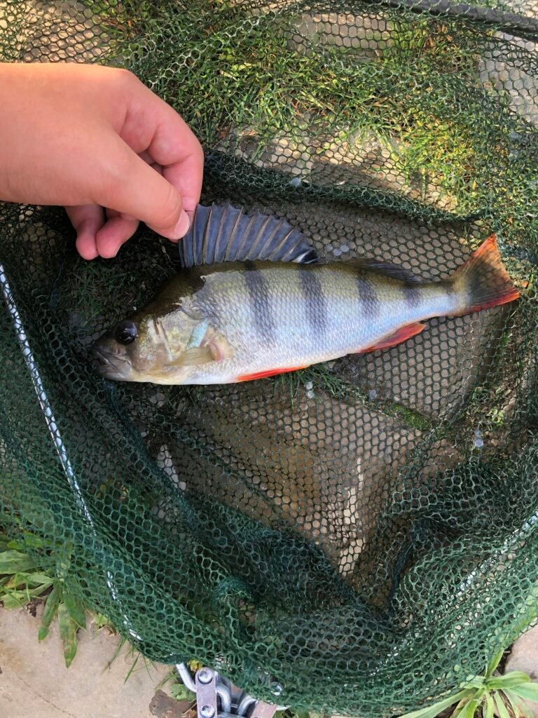 Cómo evitar perder peces por mala técnica de recogida