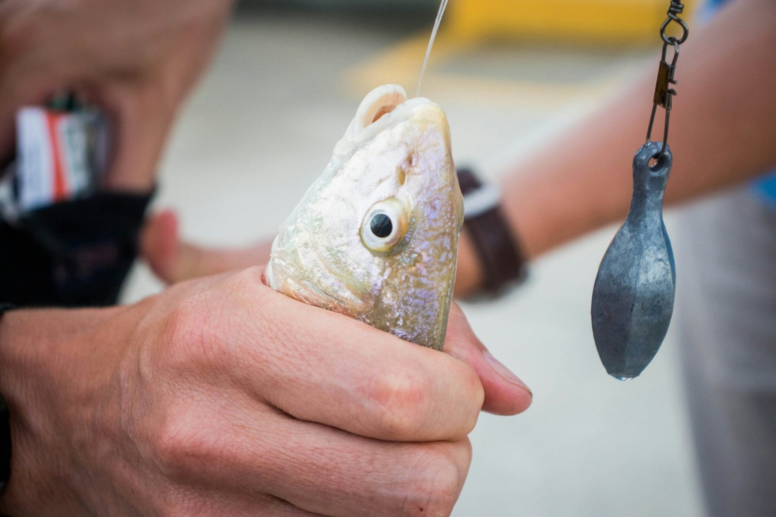 Cómo evitar errores al usar plomos para profundidad