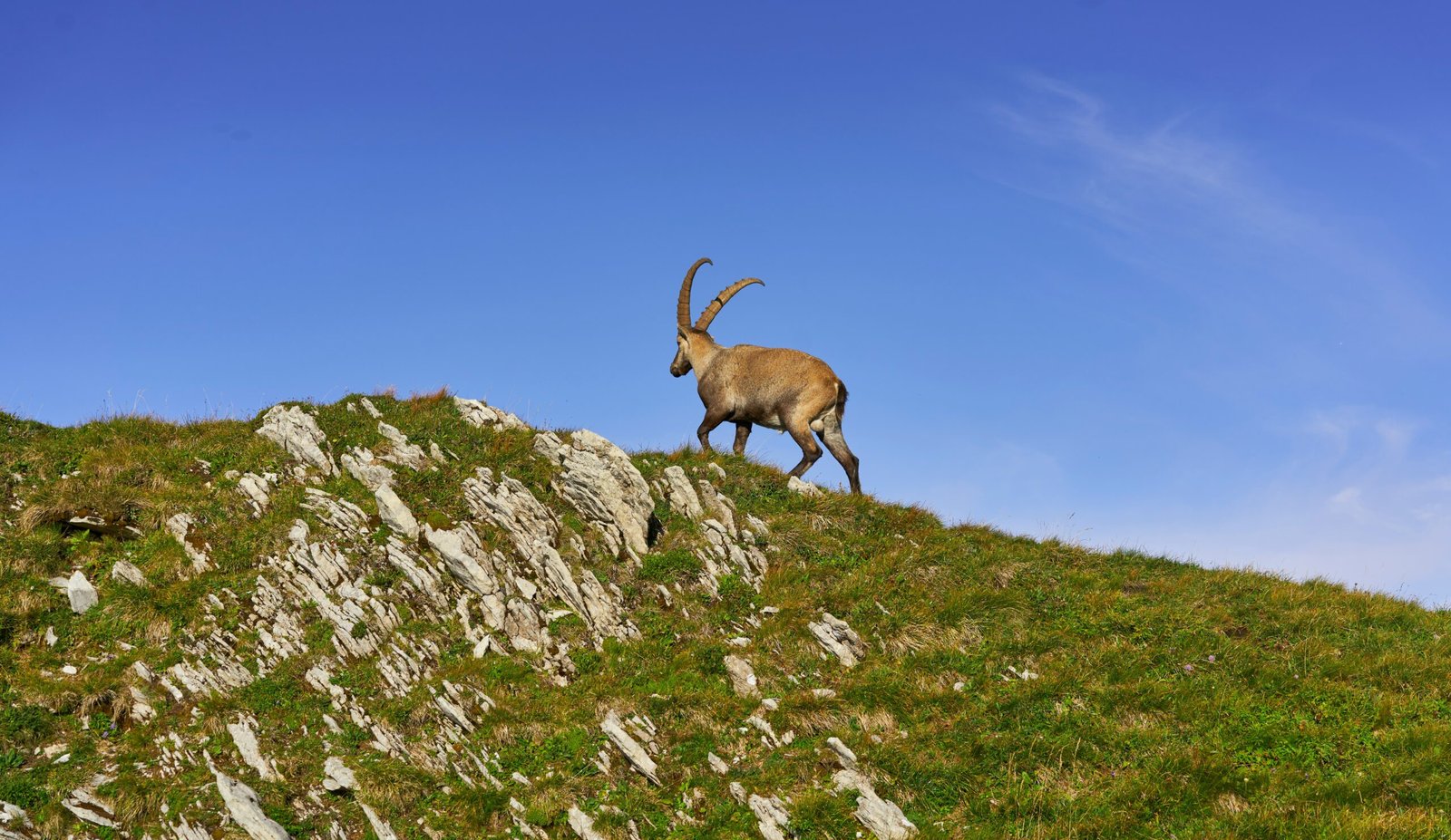 Técnicas de Aproximación al Ibex Alpino en Terreno Escarpado