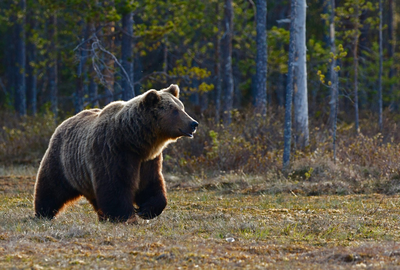 Técnicas de Caza de Oso con Arco: Guía Completa para Cazadores