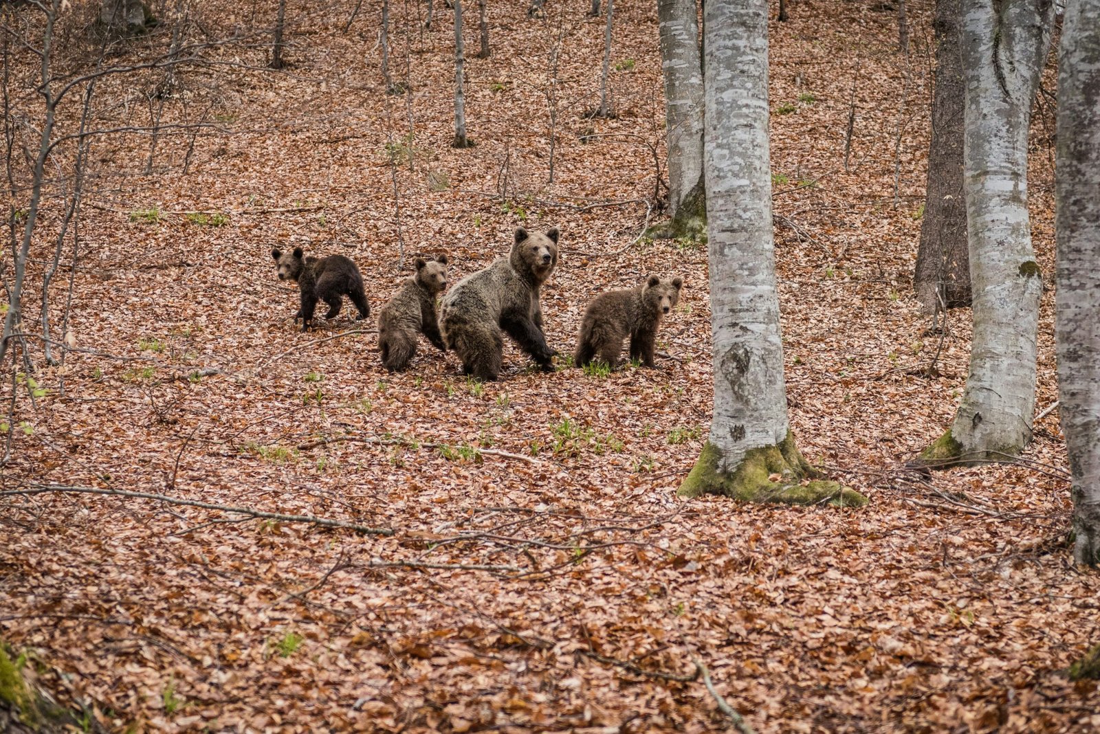 Reproducción del Oso: Celo, Cría y Maternidad